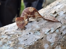 IMG-20220921-WA0005-72ppp