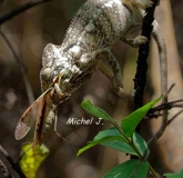 cameleon mange sauterelle