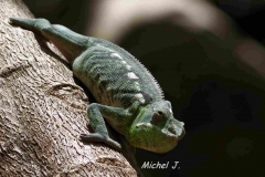cameleon sur arbre