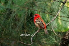 cardinal profil