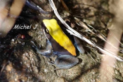 grenouille noire jaune