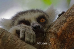 lemurien au creu arbre