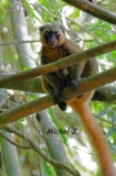 lemurien bambou