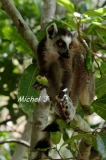 lemurien mange fruit
