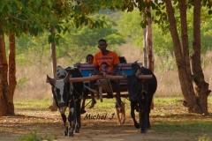 paysan a la charrette