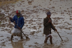 paysans travaux riziere